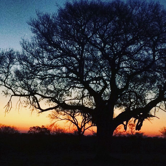 Talar and Serj's Honeymoon